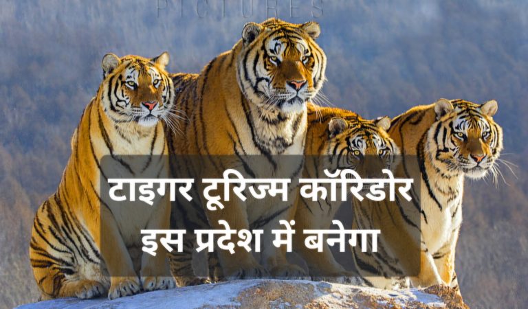 टाइगर टूरिज्म कॉरिडोर, 5 हजार करोड़ की लागत से होगा तैयार