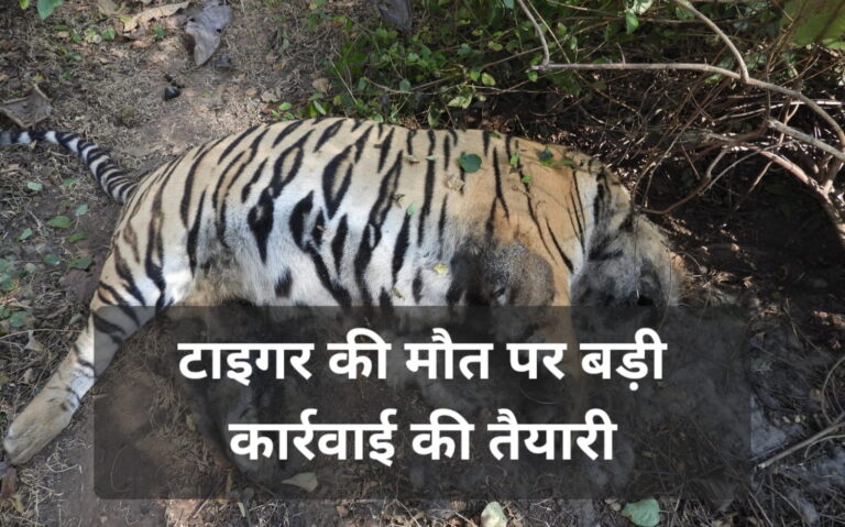 टाइगर की मौत का मामला गर्माया, डीएफओ की बढी मुश्किलें