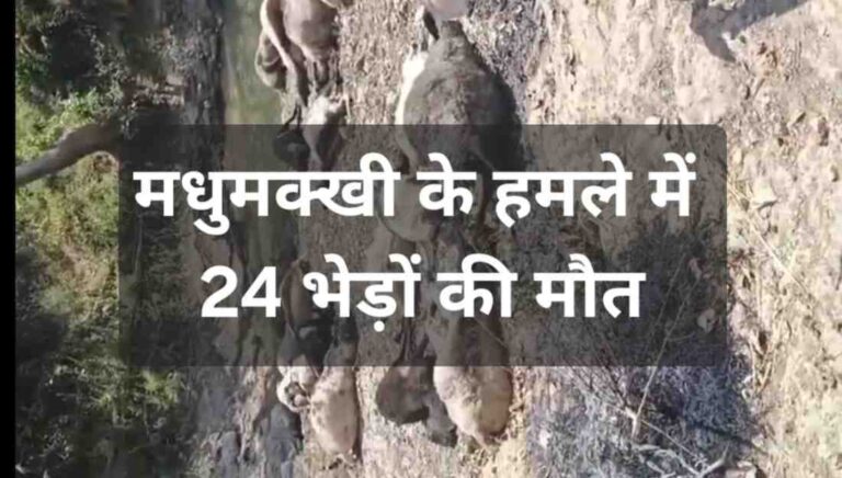 मधुमक्खी के जानलेवा हमले में 24 भेड़ों की मौत